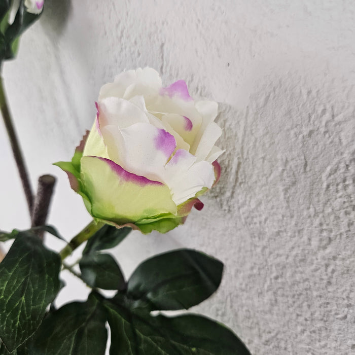 PTMD peonía blanco rosa 75 cm